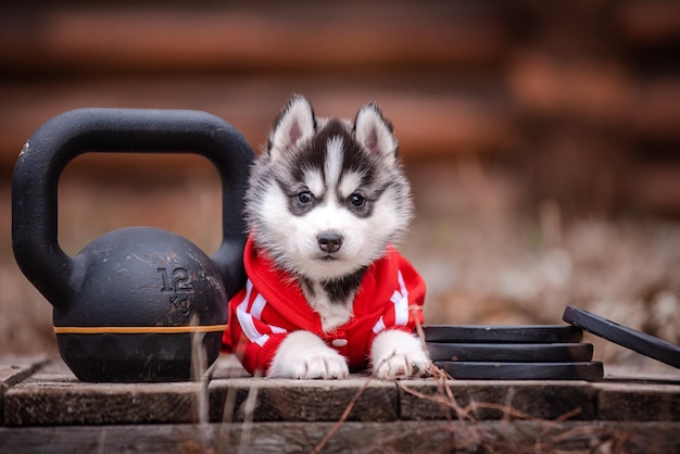 写真 木造住宅の近くの服を着たハスキーの子犬