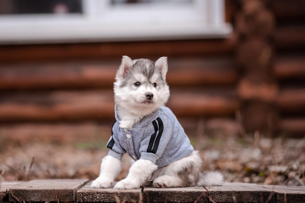 写真 木造住宅の近くの服を着たハスキーの子犬