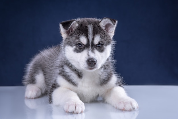 スタジオ犬のハスキー子犬 青い背景のかわいいハスキーの子犬 プレミアム写真