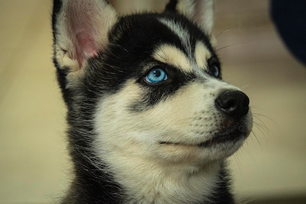 husky puppy met blauwe ogen