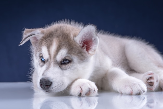 スタジオ犬のハスキー子犬。青い背景のかわいいハスキーの子犬。