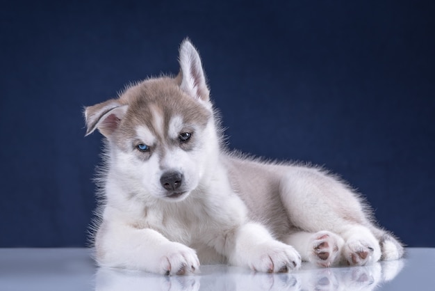 スタジオ犬のハスキー子犬。青い背景のかわいいハスキーの子犬。