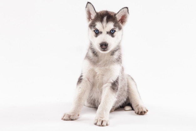 白い背景の上のハスキーの子犬