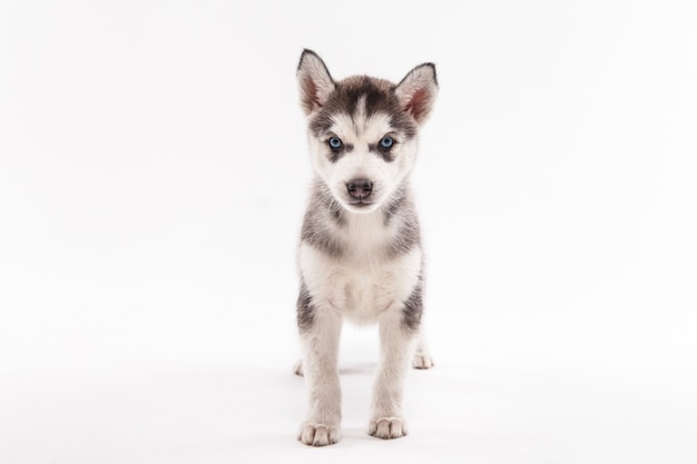 Cucciolo del husky su bianco