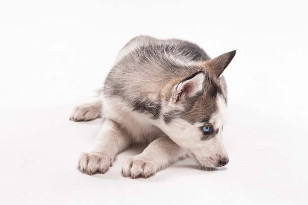 白のハスキーの子犬