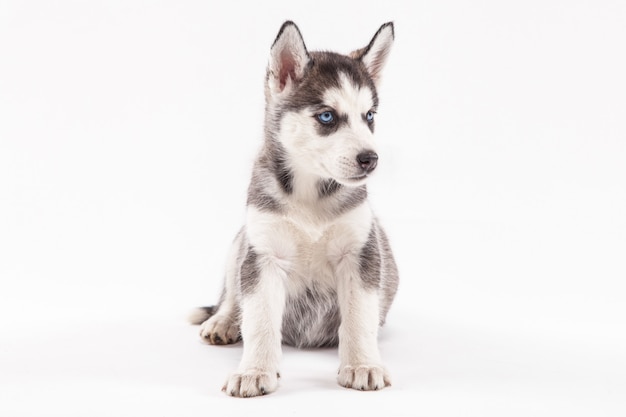 Husky puppy on white