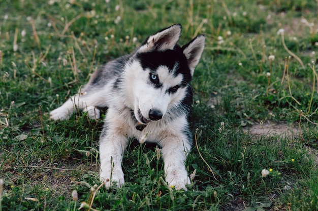 Husky puppy with multi-colored eyes frolics on the lawn with white clover flowers.