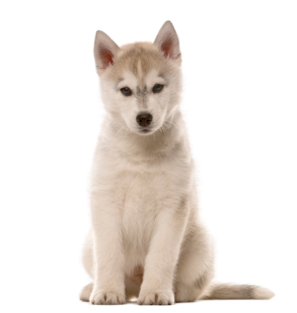 Husky puppy zit een witte muur