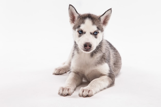 ハスキーの子犬