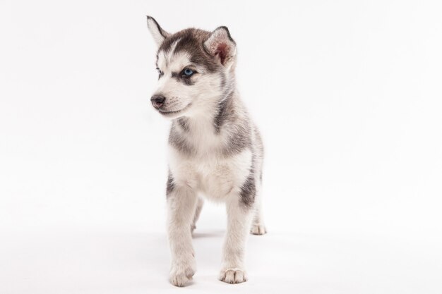 Husky puppy