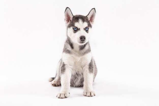 Husky puppy