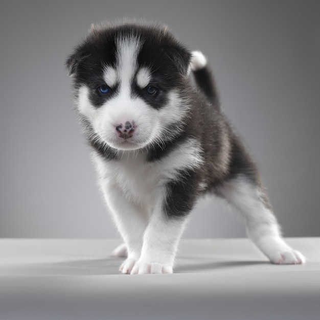 Husky puppytribune in grijze muur.