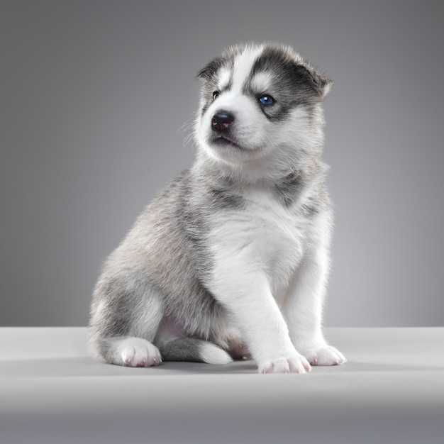 Husky puppytribune in grijze muur.