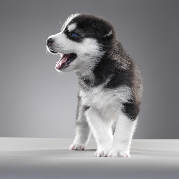 Husky puppytribune in grijze muur