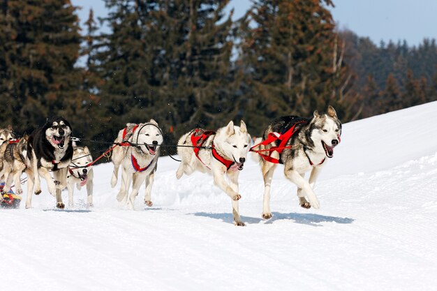 Corsa di husky in montagna alpina in inverno