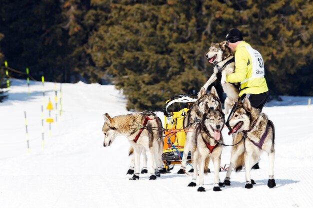 Corsa di husky in montagna alpina in inverno