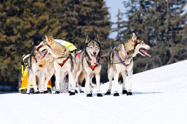 Husky race in alpine mountain in winter