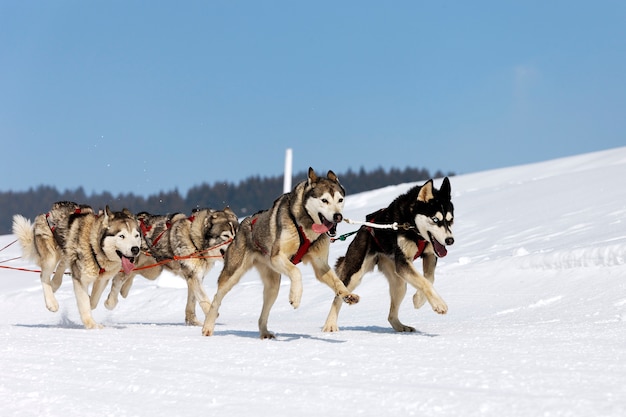 Corsa di husky in montagna alpina in inverno