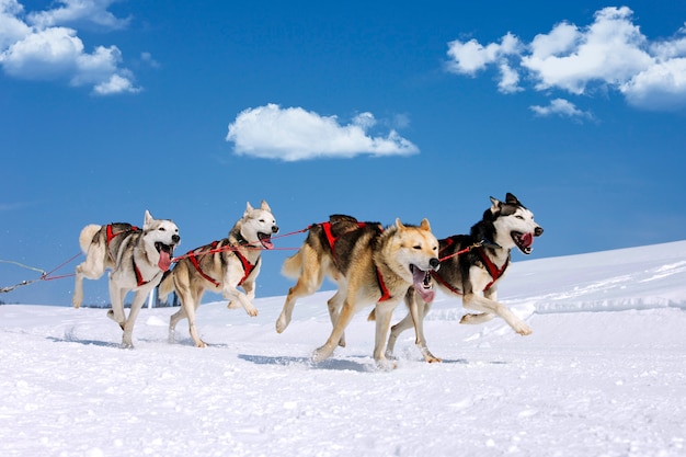 Corsa di husky sulla montagna alpina in inverno