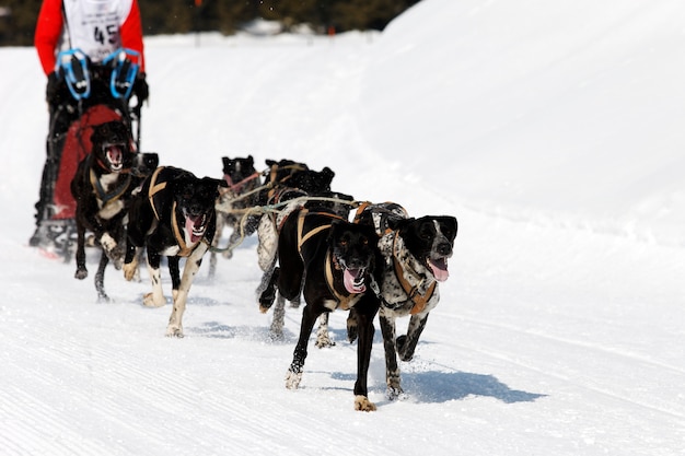 Husky race in alpine berg in de winter