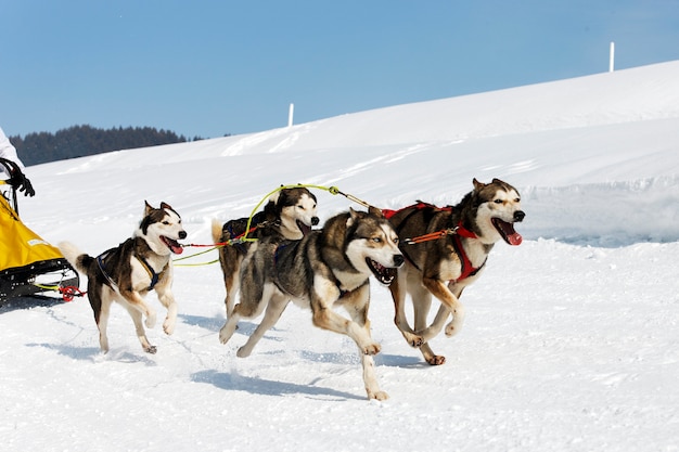 Husky race in alpine berg in de winter