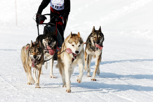 Husky race in alpine berg in de winter