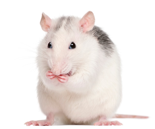 Husky rat in front of white background