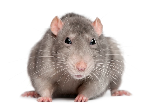 Husky rat in front of white background