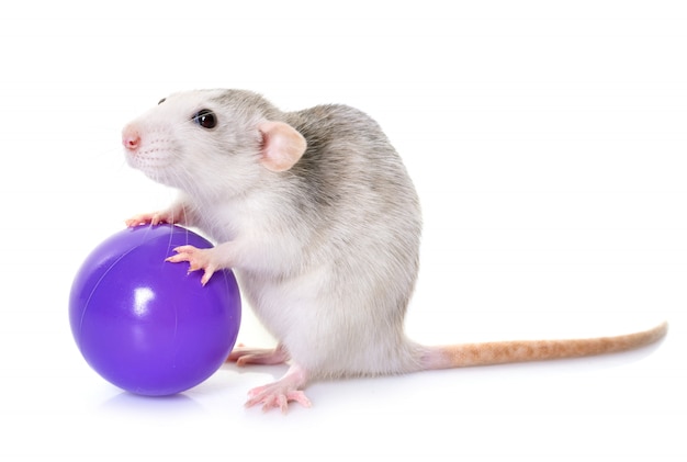 Photo husky rat with toy