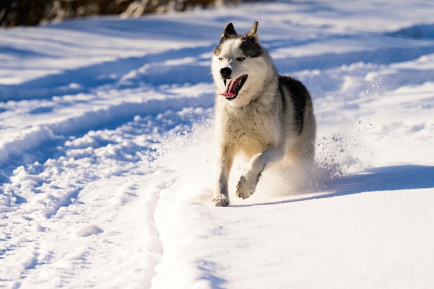 Husky runs on a snowy road traces of transport forest and\
wildlife winter season and a dog