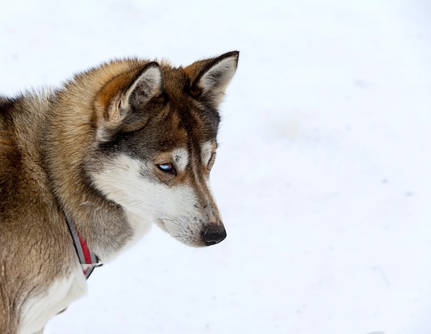 Husky's in de kinderkamer voor honden in de winter