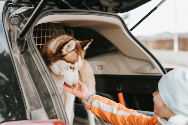 ハスキー シベリア犬の肖像画かわいい白茶色の哺乳動物動物ペットの 1 歳の旅行の準備ができて車のトランクに座っている青い目