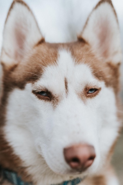 Husky siberian dog portrait cute white brown mammal animal pet of one year old with blue eyes in autumn rustic and countryside nature forest close up