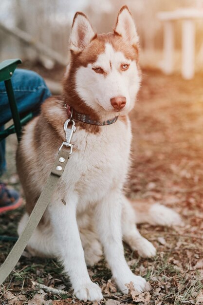 Husky siberian dog portrait cute white brown mammal animal pet of one year old with blue eyes with people in autumn rustic and countryside nature forest flare