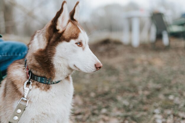 Husky siberian dog portrait cute white brown mammal animal pet of one year old with blue eyes with people in autumn rustic and countryside nature forest