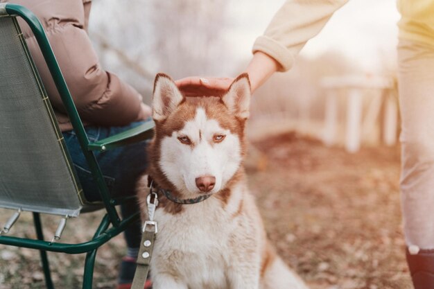 Husky siberian dog portrait cute white brown mammal animal pet of one year old with blue eyes with people who stroking petting her in autumn rustic and countryside nature forest flare