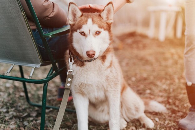 Husky siberian dog portrait cute white brown mammal animal pet of one year old with blue eyes with people who stroking petting her in autumn rustic and countryside nature forest flare