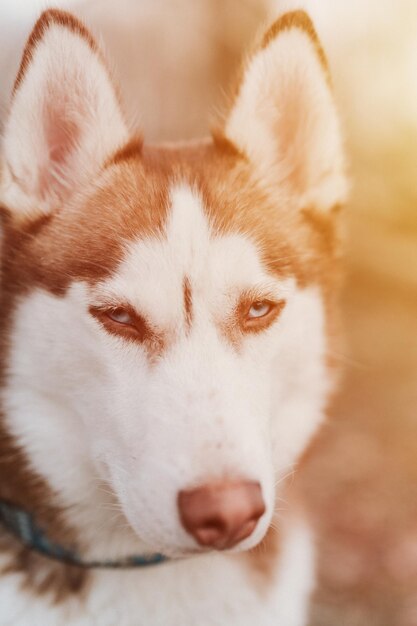 Husky Siberische hond portret schattig wit bruin zoogdier dier huisdier van een jaar oud met blauwe ogen in de herfst rustiek en platteland natuur bos close-up flare