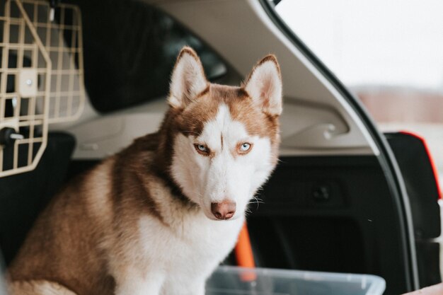 Husky siberische hond portret schattig wit bruin zoogdier dier huisdier van een jaar oud met blauwe ogen zittend in de kofferbak van een auto klaar om te reizen