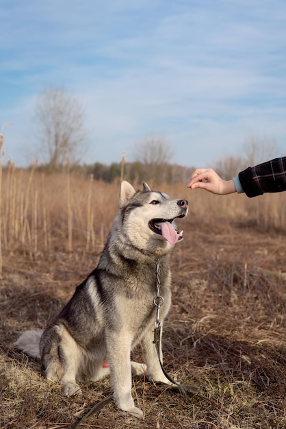 Foto husky si siede nel parco sull'erba in autunno