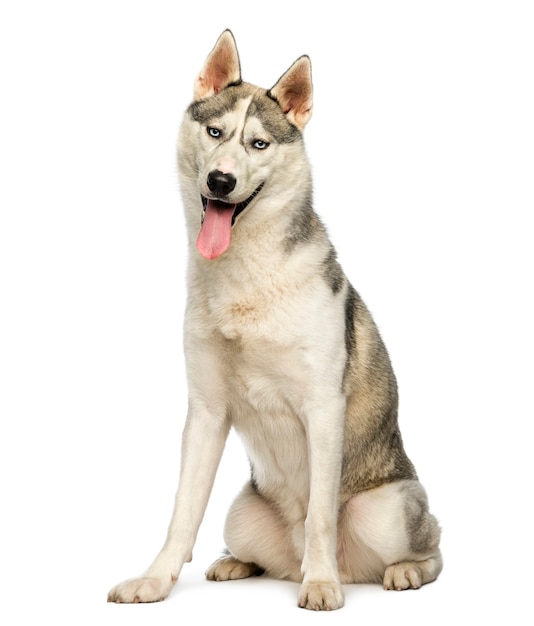 Husky sitting panting isolated on white