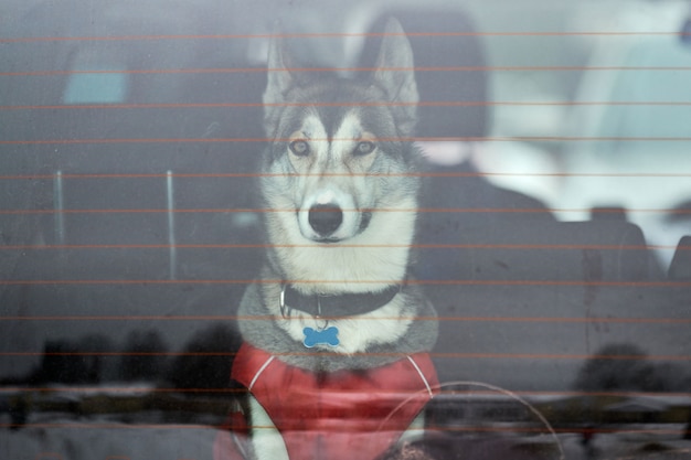 Photo husky sled dog in car