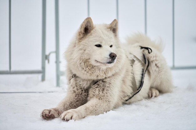 ハスキーそり犬の顔、冬の背景。シベリアンハスキー犬の品種屋外銃口の肖像画