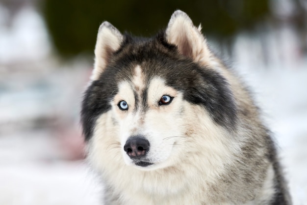 ハスキーそり犬の顔、冬の背景