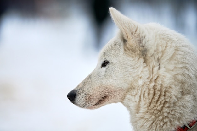 Husky sled dog face, winter. Siberian husky dog breed outdoor muzzle portrait