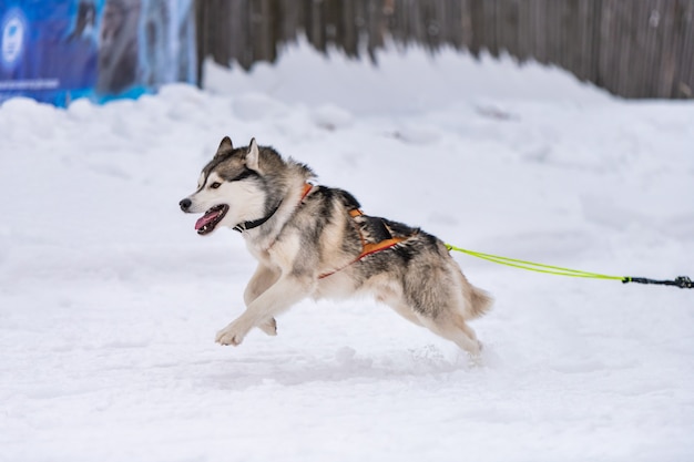 Il cane da slitta husky nell'imbracatura corre e tira l'uomo