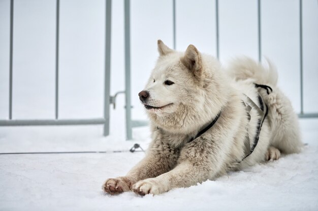 雪の中でハスキーそり犬