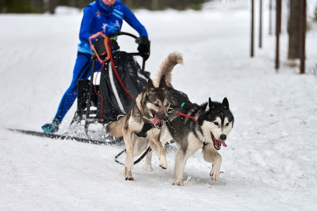 Husky sled dog mushing in winter