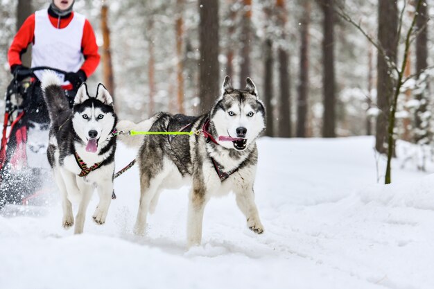 冬に犬ぞり競技をするハスキーそり犬