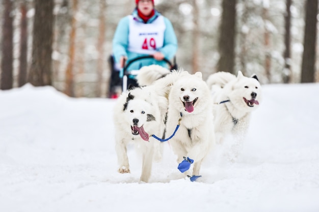 冬に犬ぞり競技をするハスキーそり犬